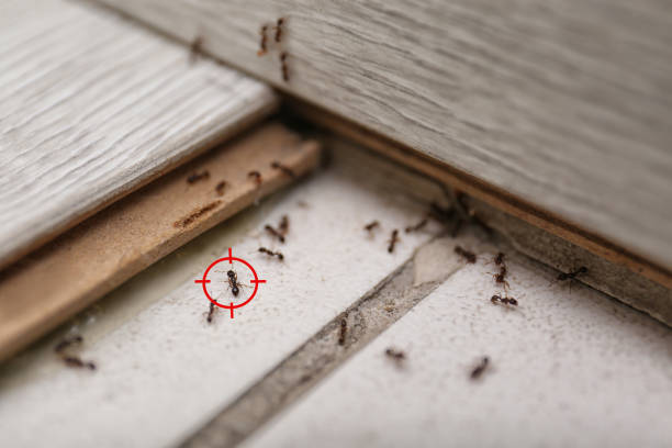 Best Insect Control  in Kirkwood, MO