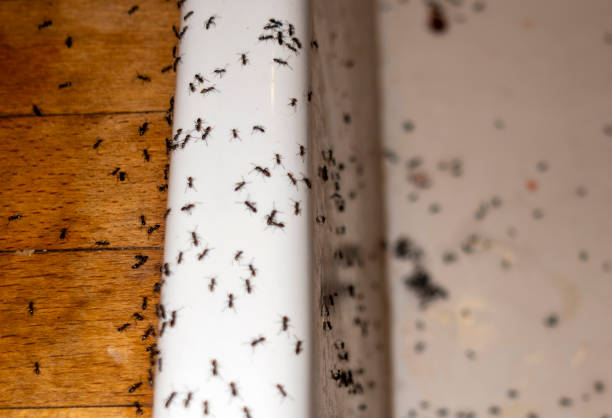 Flea Control Services in Kirkwood, MO