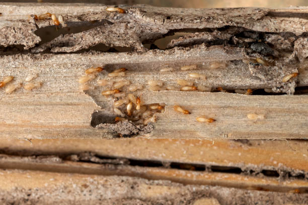Reliable Kirkwood, MO Pest Control Solutions