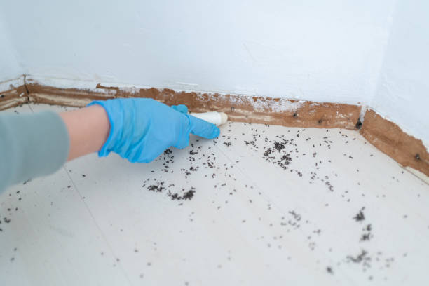 Best Pest Prevention Services  in Kirkwood, MO