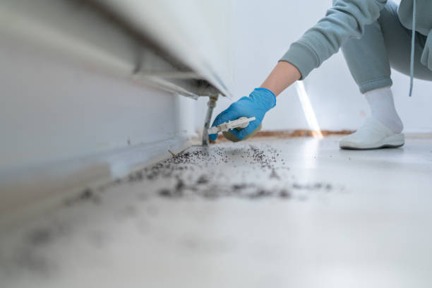 Best Cockroach Control Services  in Kirkwood, MO